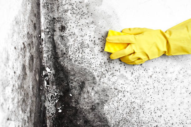 Best Emergency Mold Removal  in Brownsville, OR