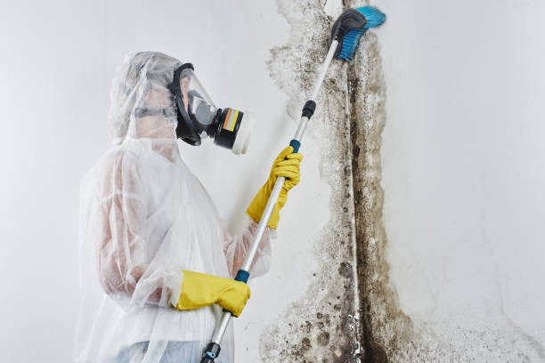 Best Certified Mold Removal  in Brownsville, OR