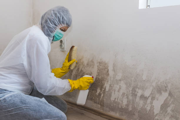 Best Commercial Mold Removal  in Brownsville, OR