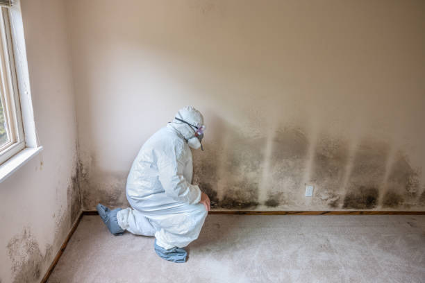 Best Residential Mold Removal  in Brownsville, OR